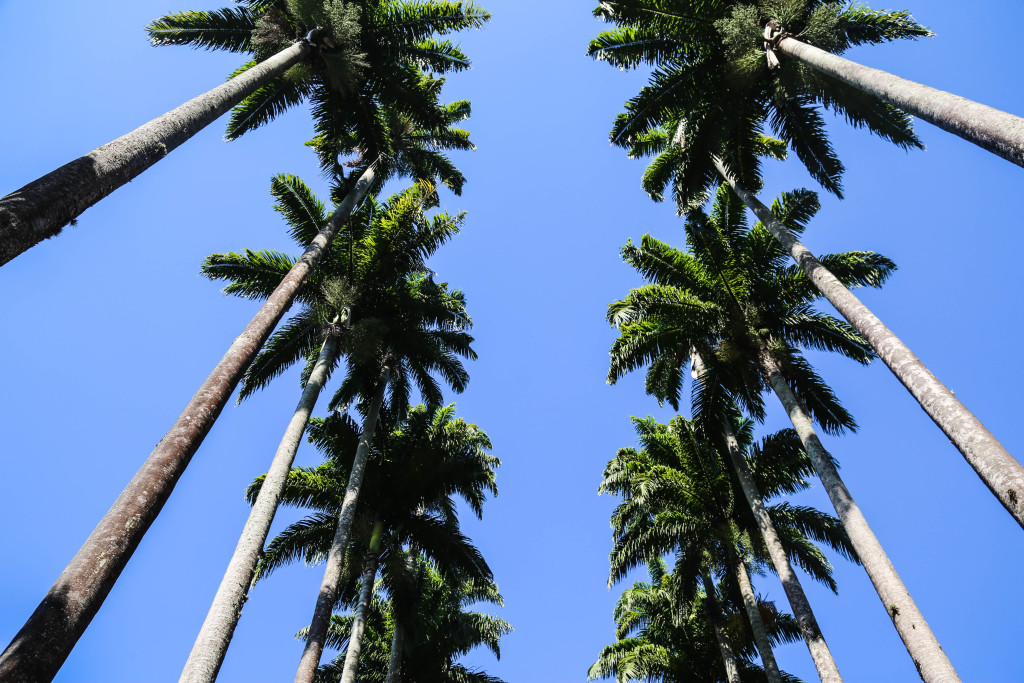 rio-de-janeiro-jardim-botanico