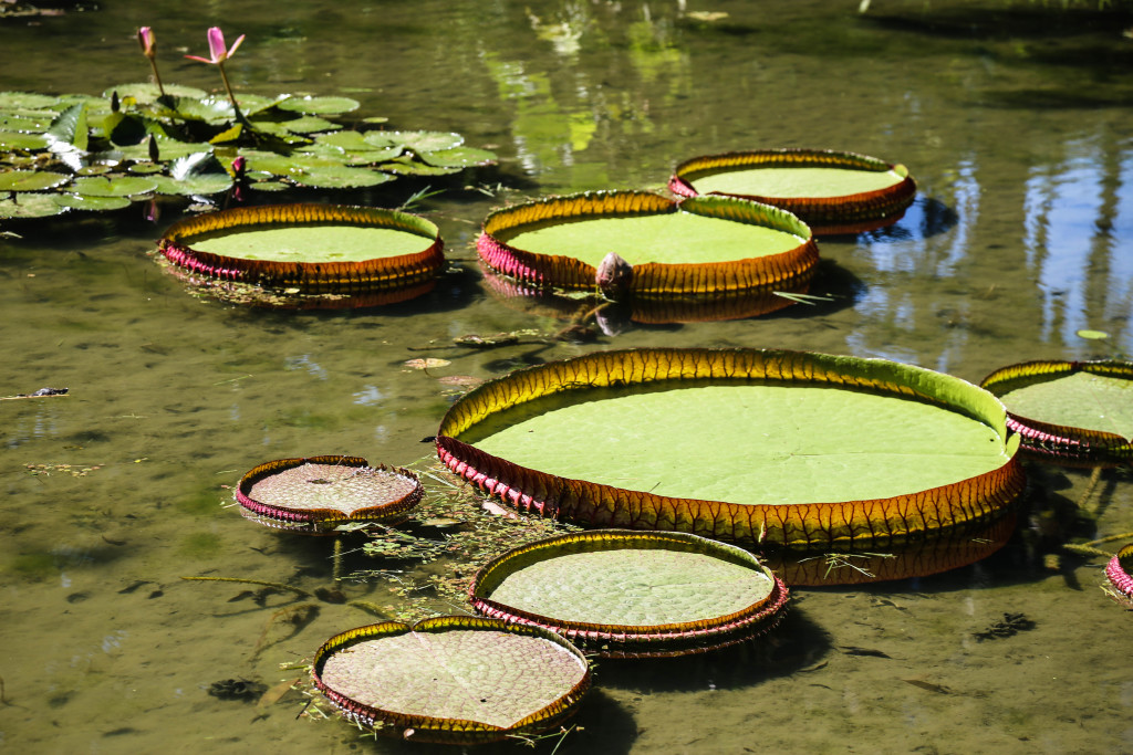 rio-de-janeiro-bresil-jardim-botanico