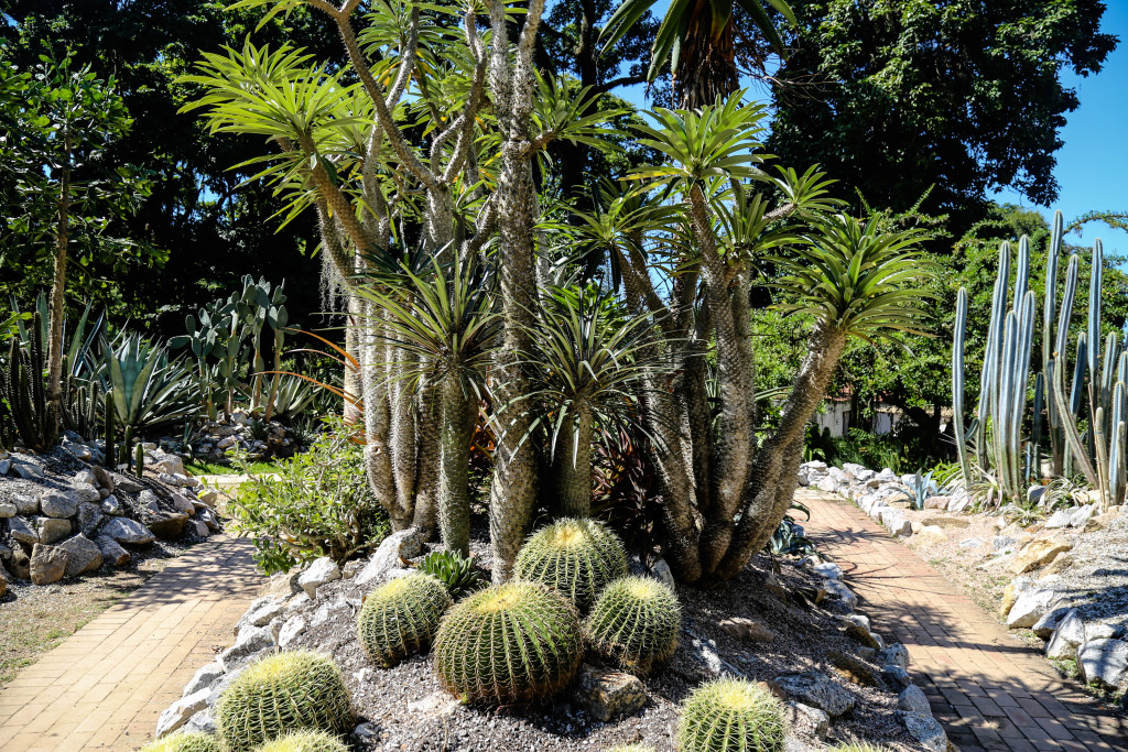 rio-de-janeiro-jardim-botanico-bresil