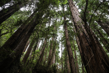 muir-wood-san-francisco