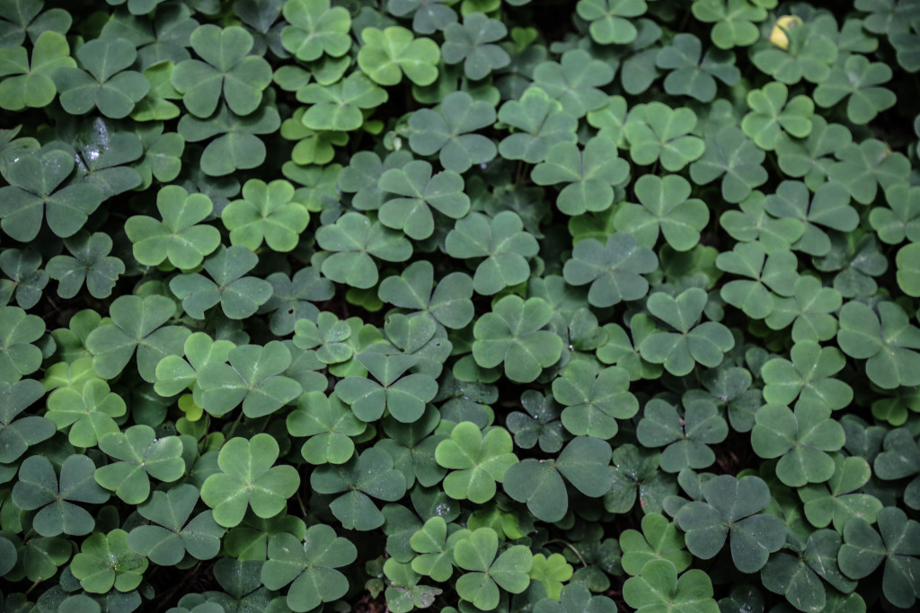 Muir-woods-san-francisco-park-californie