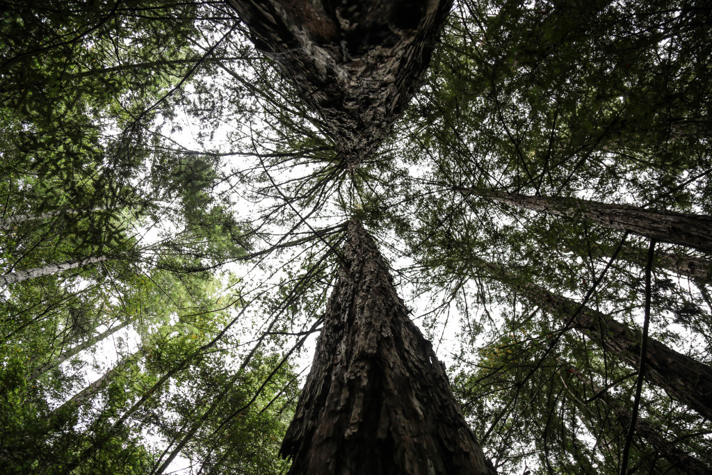 muir-wood-san-francisco-park