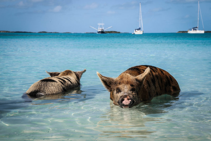 EXUMAS : Le paradis des Bahamas